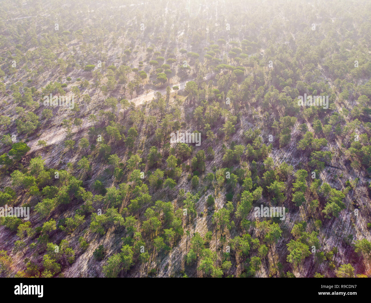 Luftaufnahme der Brejos da carregueira Pinien Wald in Comporta Stockfoto