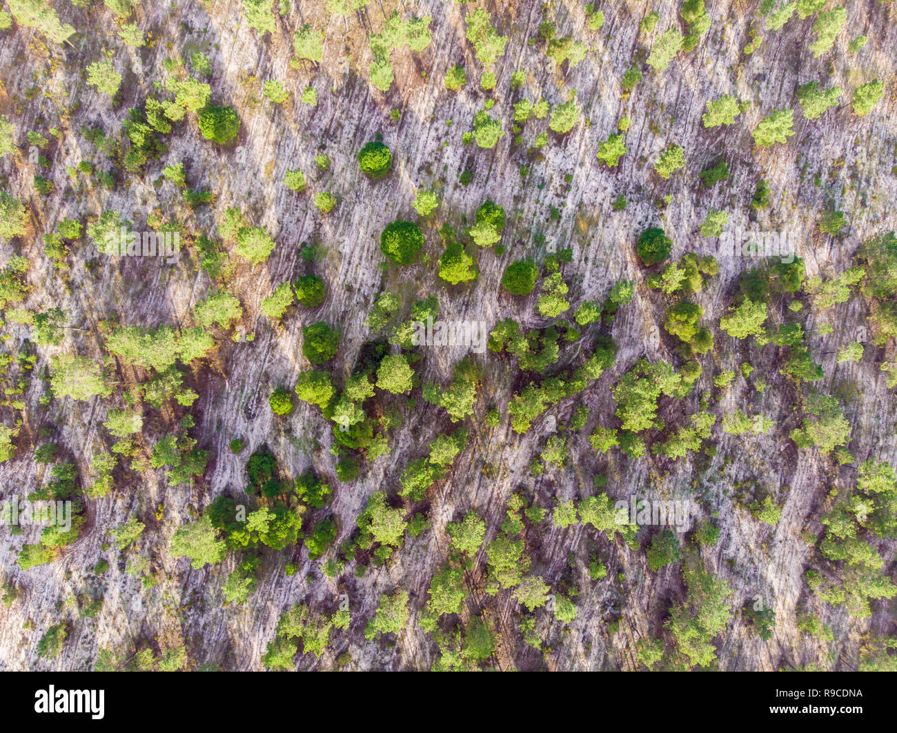 Luftaufnahme der Brejos da carregueira Pinien Wald in Comporta Stockfoto
