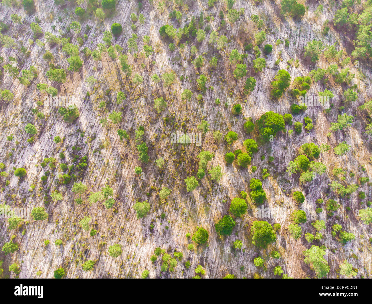 Luftaufnahme der Brejos da carregueira Pinien Wald in Comporta Stockfoto