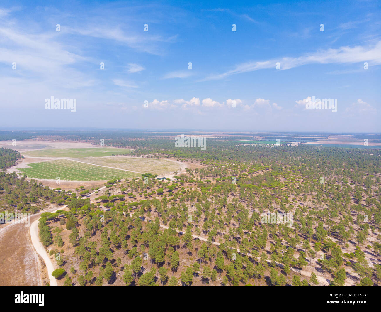 Luftaufnahme der Brejos da carregueira Pinien Wald in Comporta Stockfoto