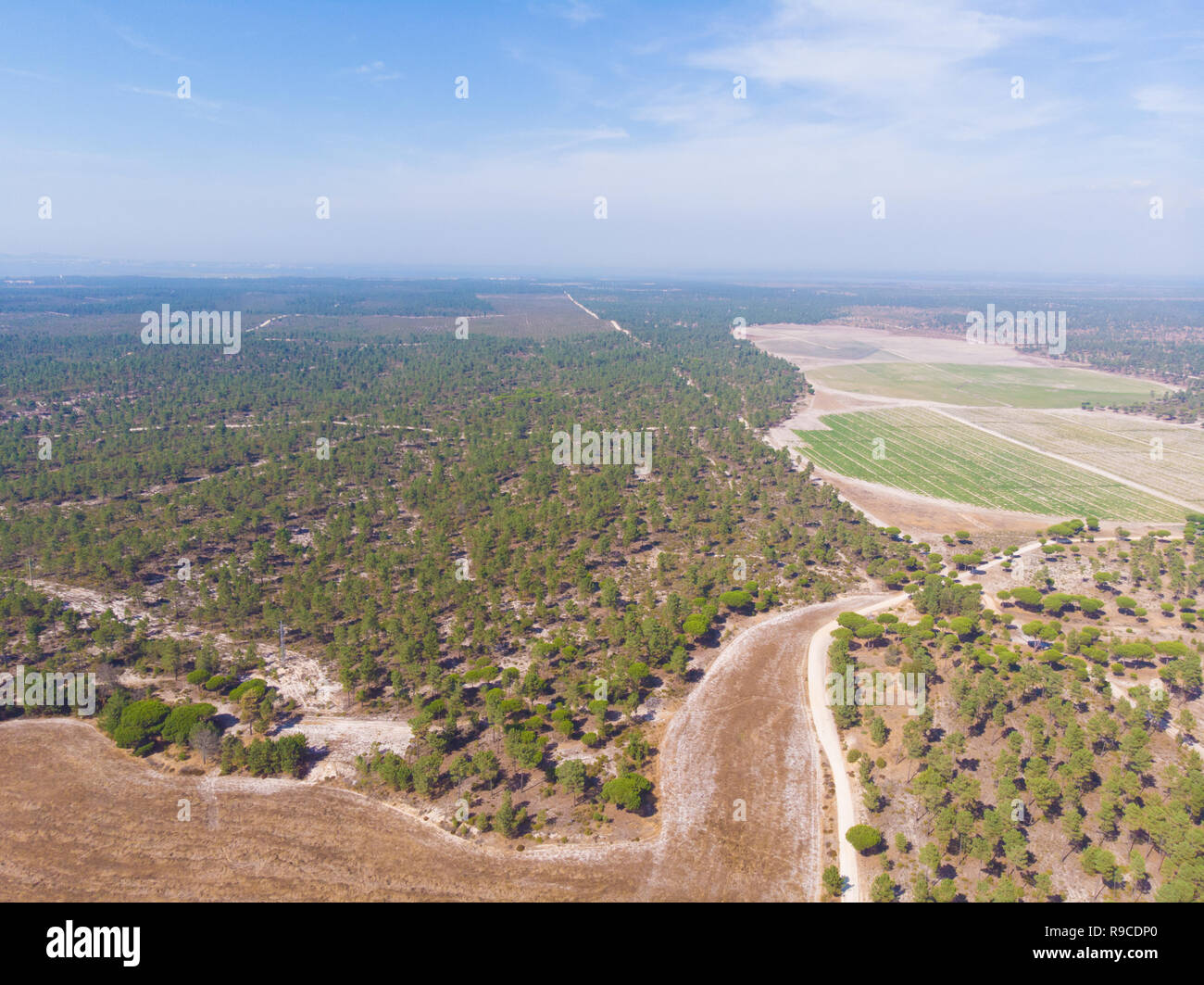 Luftaufnahme der Brejos da carregueira Pinien Wald in Comporta Stockfoto