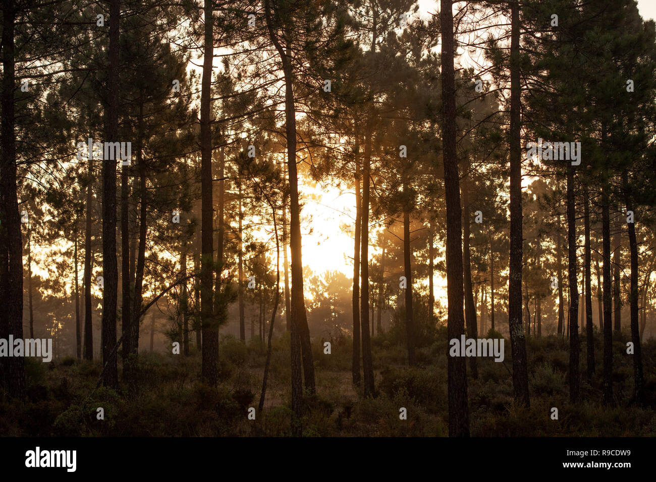 Die maritimen Kiefernwaldes gebadet in der Morgendämmerung Sonnenlicht in Comporta Stockfoto