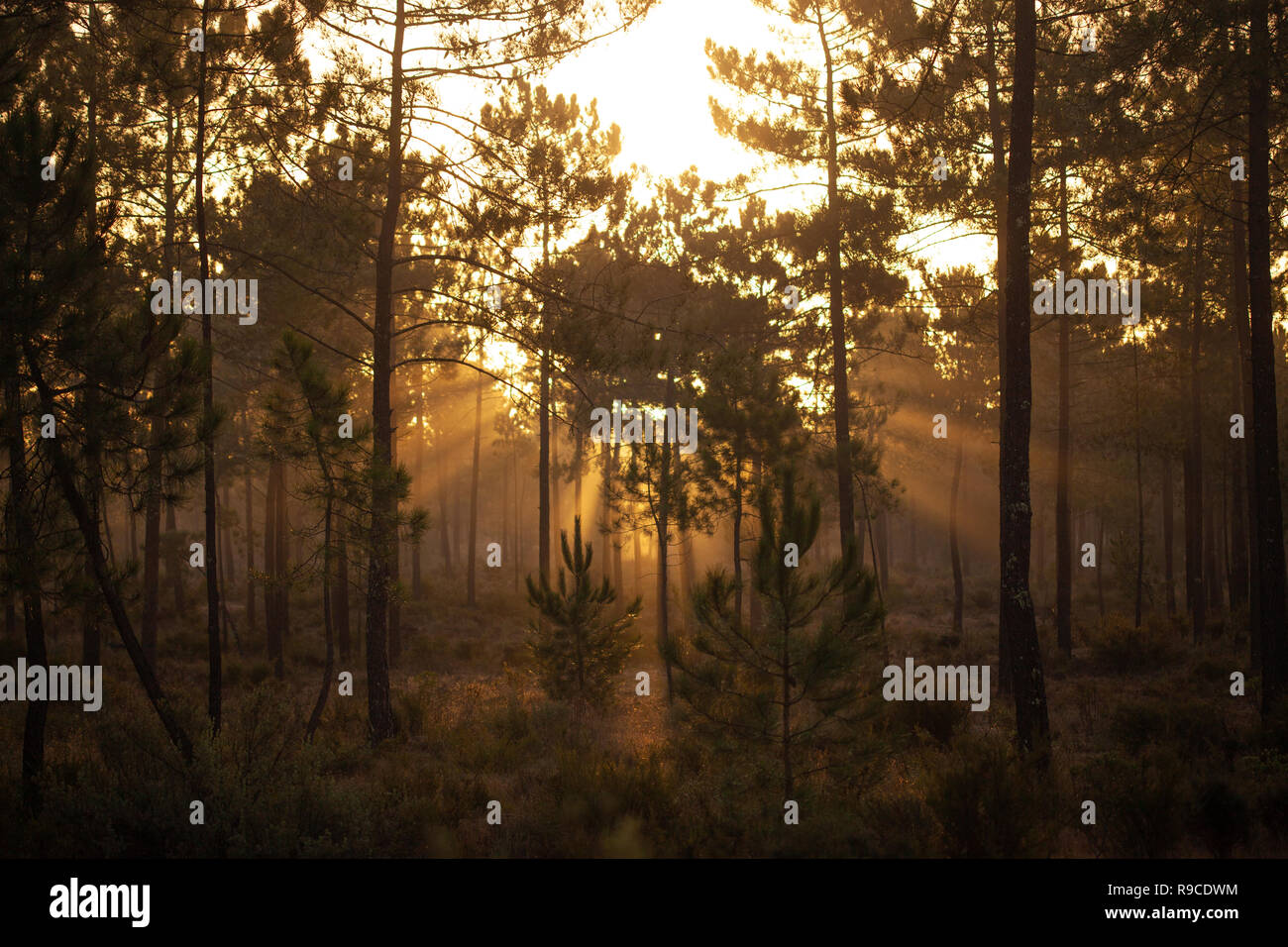 Die maritimen Kiefernwaldes gebadet in der Morgendämmerung Sonnenlicht in Comporta Stockfoto