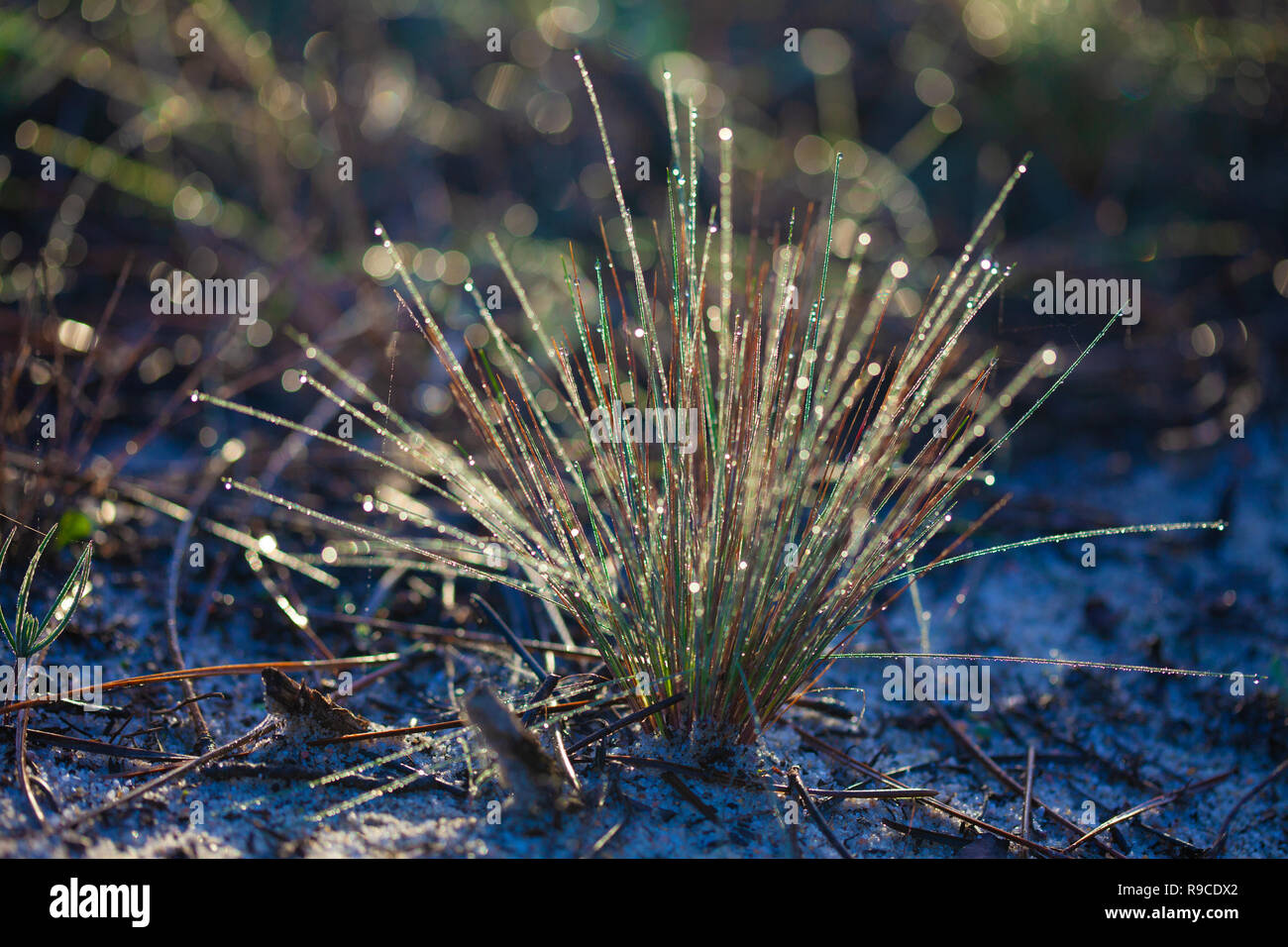 Tau sammelt in Tröpfchen auf ein Büschel Gras in der Morgendämmerung Stockfoto