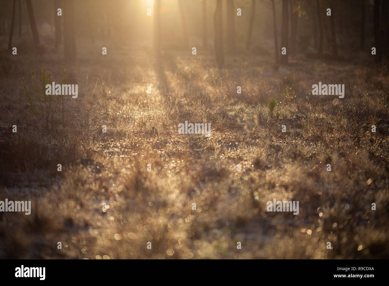 Die maritimen Kiefernwaldes gebadet in der Morgendämmerung Sonnenlicht in Comporta Stockfoto