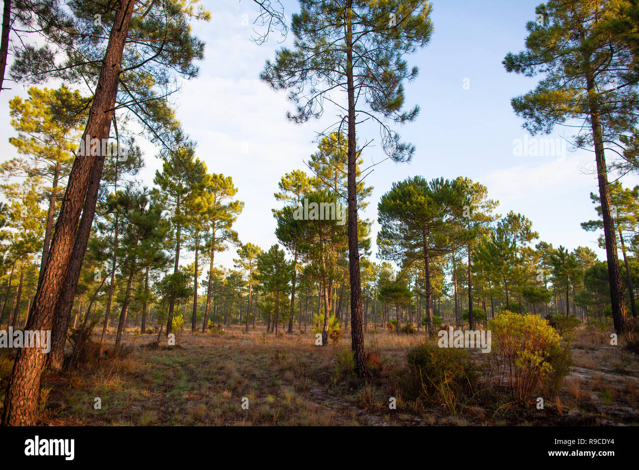 Die maritimen Kiefernwaldes gebadet in der Morgendämmerung Sonnenlicht in Comporta Stockfoto