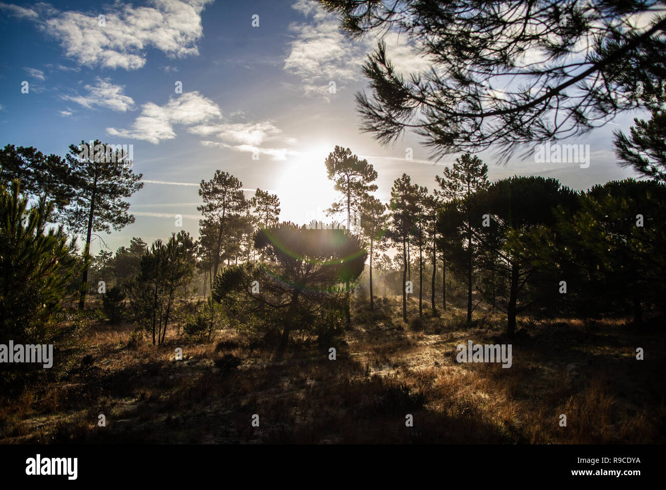 Die maritimen Kiefernwaldes gebadet in der Morgendämmerung Sonnenlicht in Comporta Stockfoto