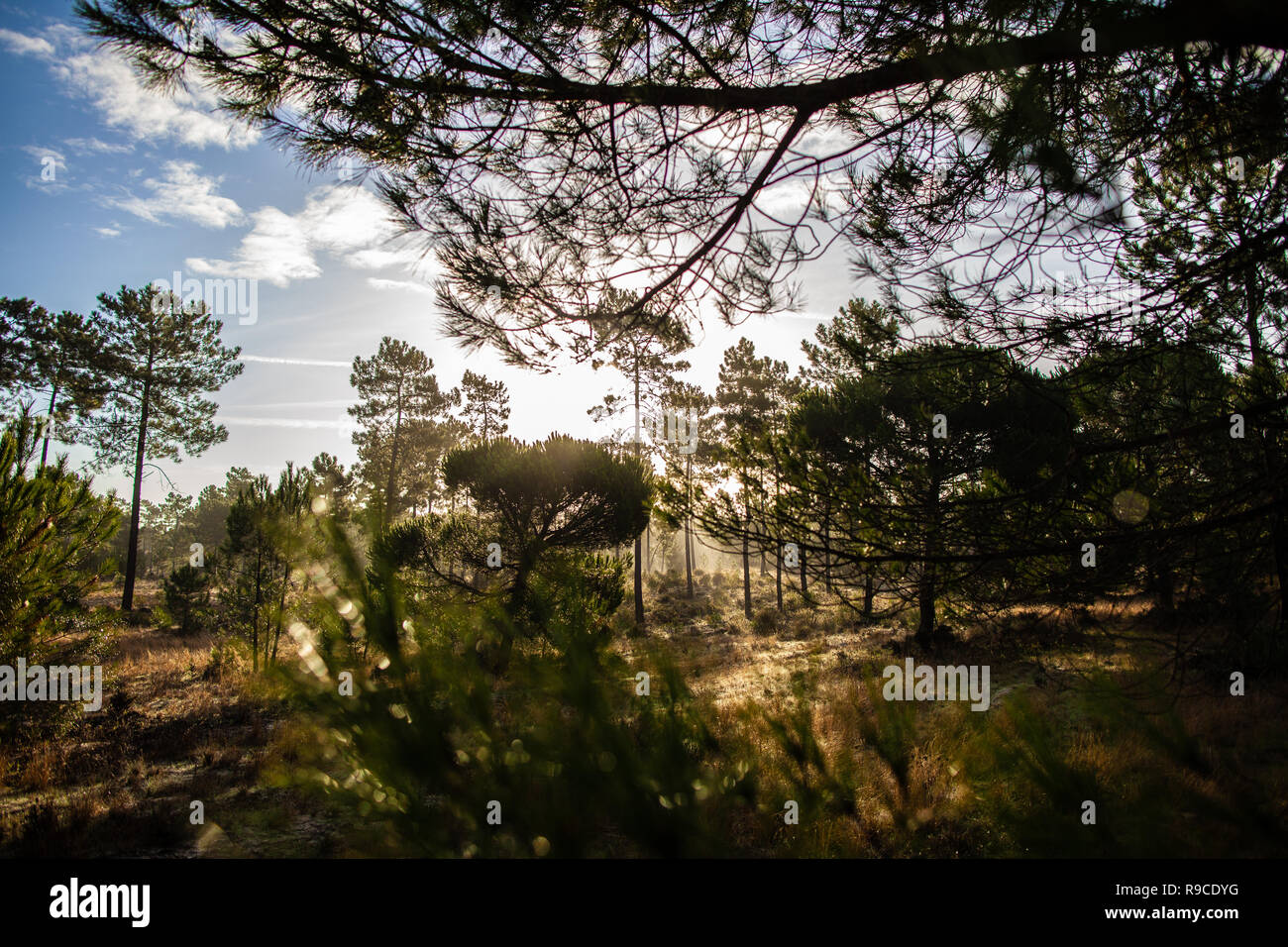 Die maritimen Kiefernwaldes gebadet in der Morgendämmerung Sonnenlicht in Comporta Stockfoto