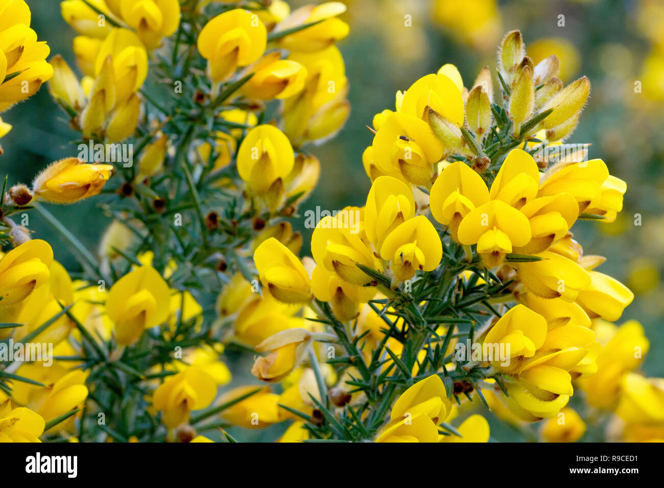 Gorse (ulex europaeus), auch bekannt als Furze, oder Whin in Schottland, eine Nahaufnahme eines blühenden Astes der Pflanze. Stockfoto