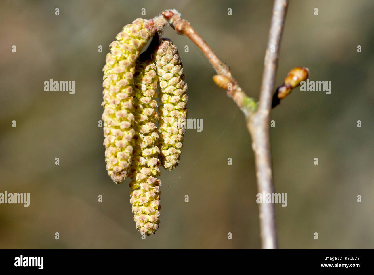 Hazel oder Cob-Mutter (Corylus avellana), eine Nahaufnahme von einer Gruppe von palmkätzchen. Stockfoto