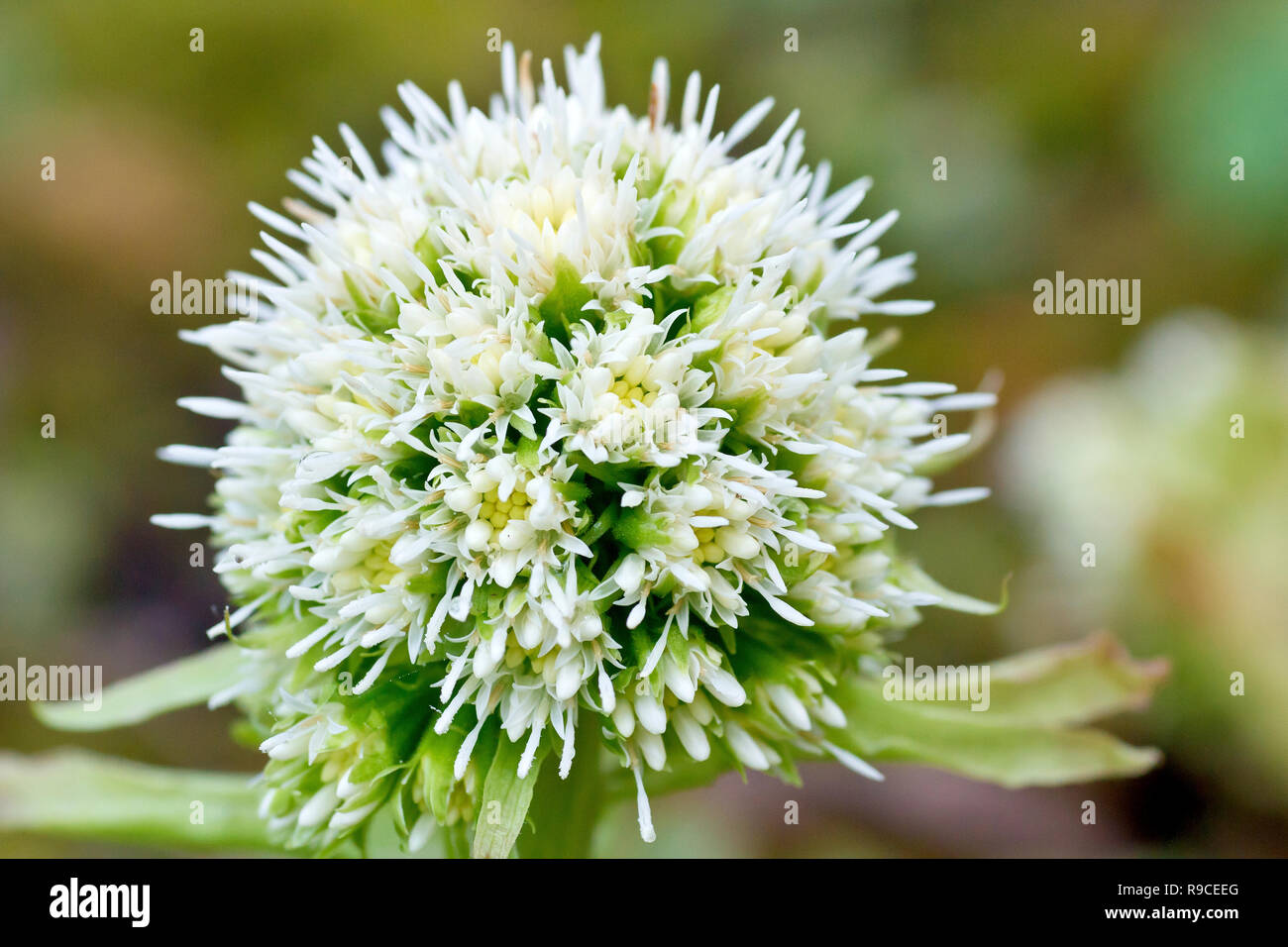 Weiße Pestwurz (Petasites alba), eine Nahaufnahme von einer einzigen Blume Leiter von vielen. Stockfoto