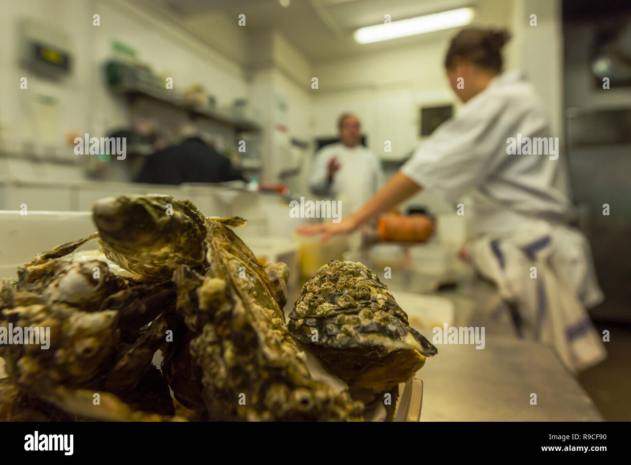 Koch Austern vorbereiten Stockfoto