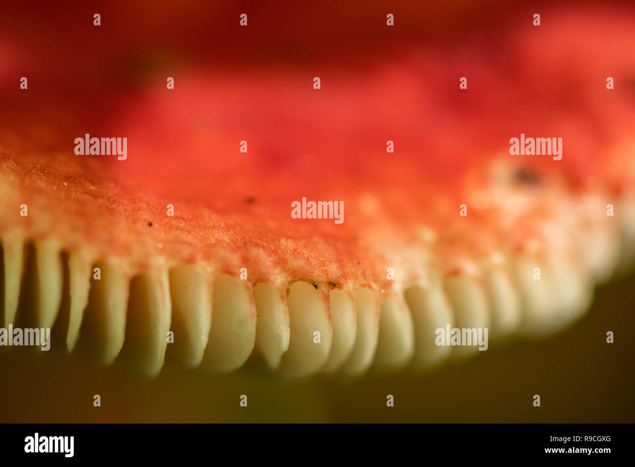 Rand der weißen und orangefarbenen Pilz mit Makroobjektiv Stockfoto