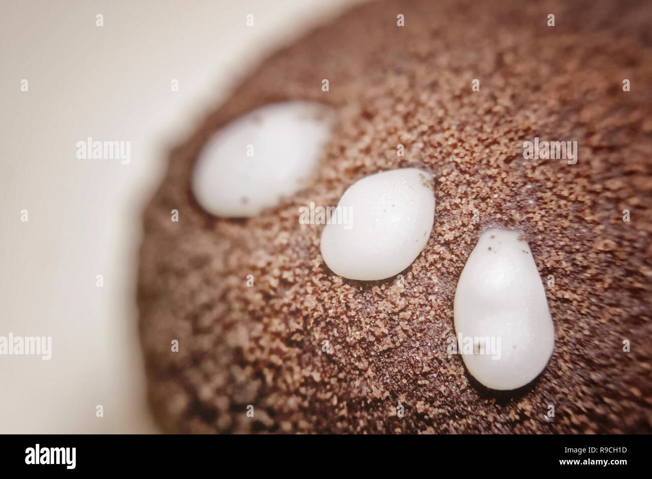 Dessert runden Kuchen Gebäck "Kartoffeln" mit drei Tropfen weiss creme Stockfoto