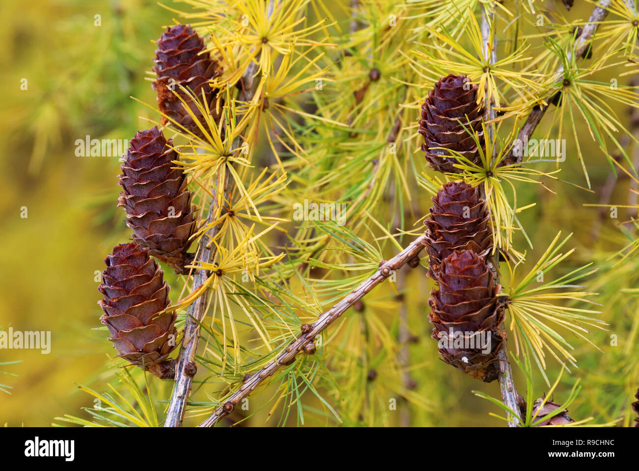 Lärche Lärche strobili auf Baum im November Stockfoto