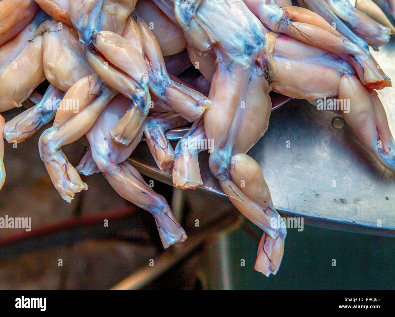 Chinesische Wasserfrosch, Ostasiatische Bullfrog, oder Taiwanesischen Frosch, Hoplobatrachus rugulosus, zum Verkauf an einer Garküche. Stockfoto