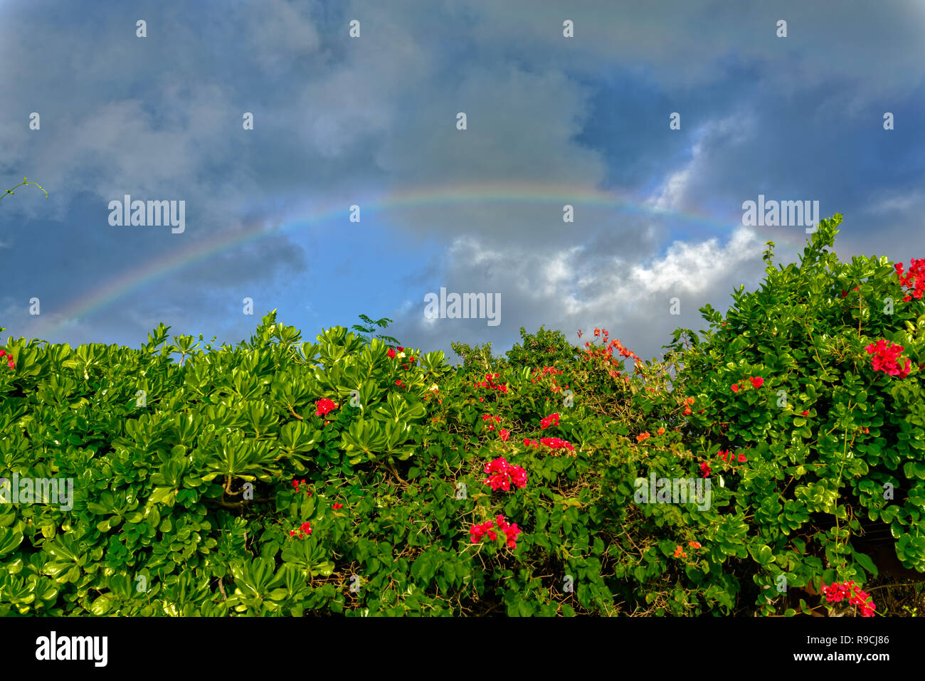 Nachmittag rainbow Stockfoto
