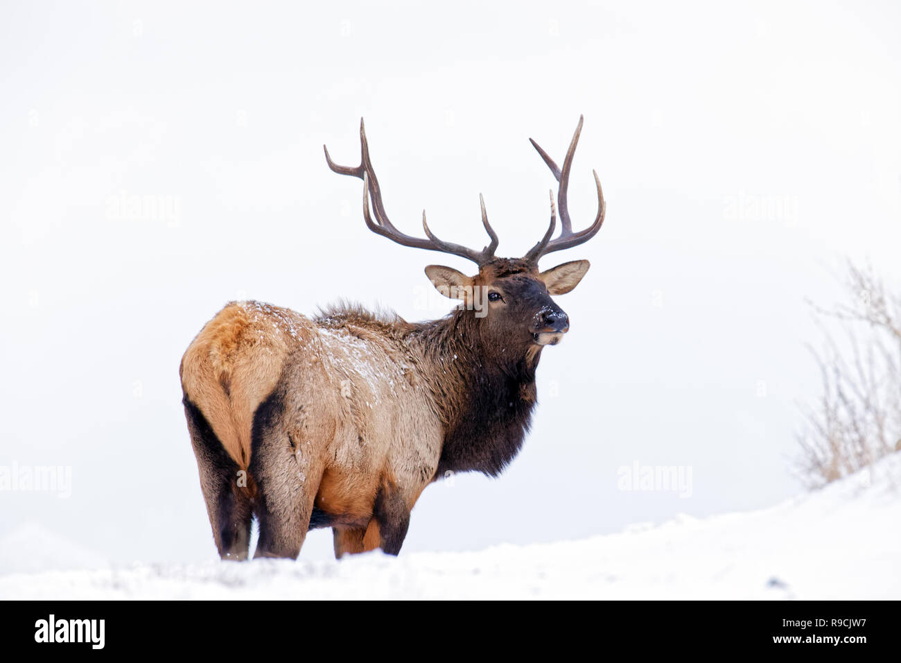 43,109.08616 Nahaufnahme stattliche majestätischen neugierige Bull elk Breitseite rechts hinten mit 5 x 5 Geweih zurück auf Sie suchen, fast weißen Schnee Szene Stockfoto