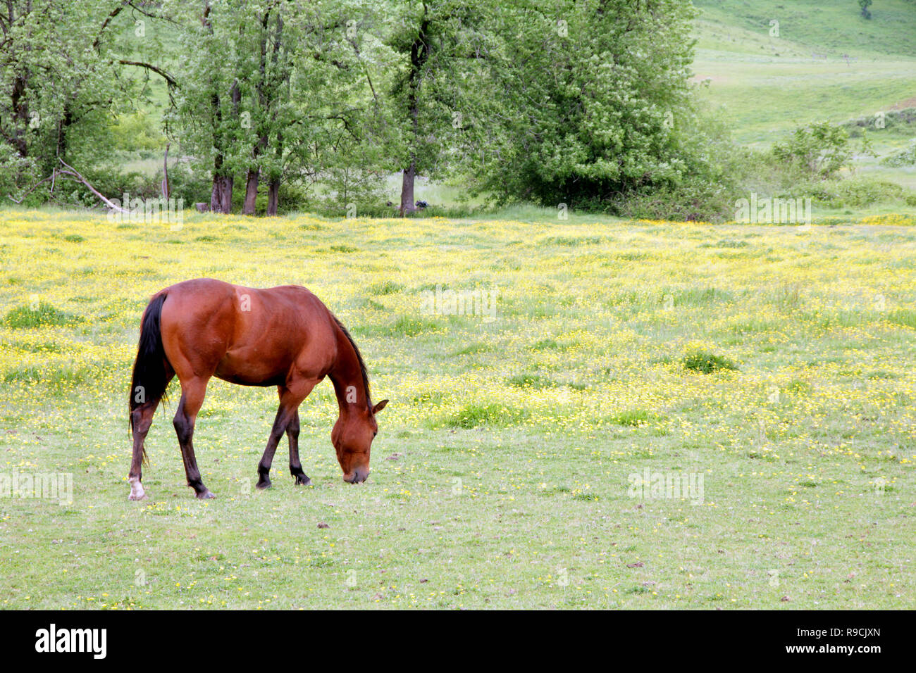 41,052.00460 Bay braunes Pferd Essen im Frühjahr gelb Blumen grünen Weide mit Laubbäumen im Hintergrund, leichte Berg & Tal Oregon USA Stockfoto