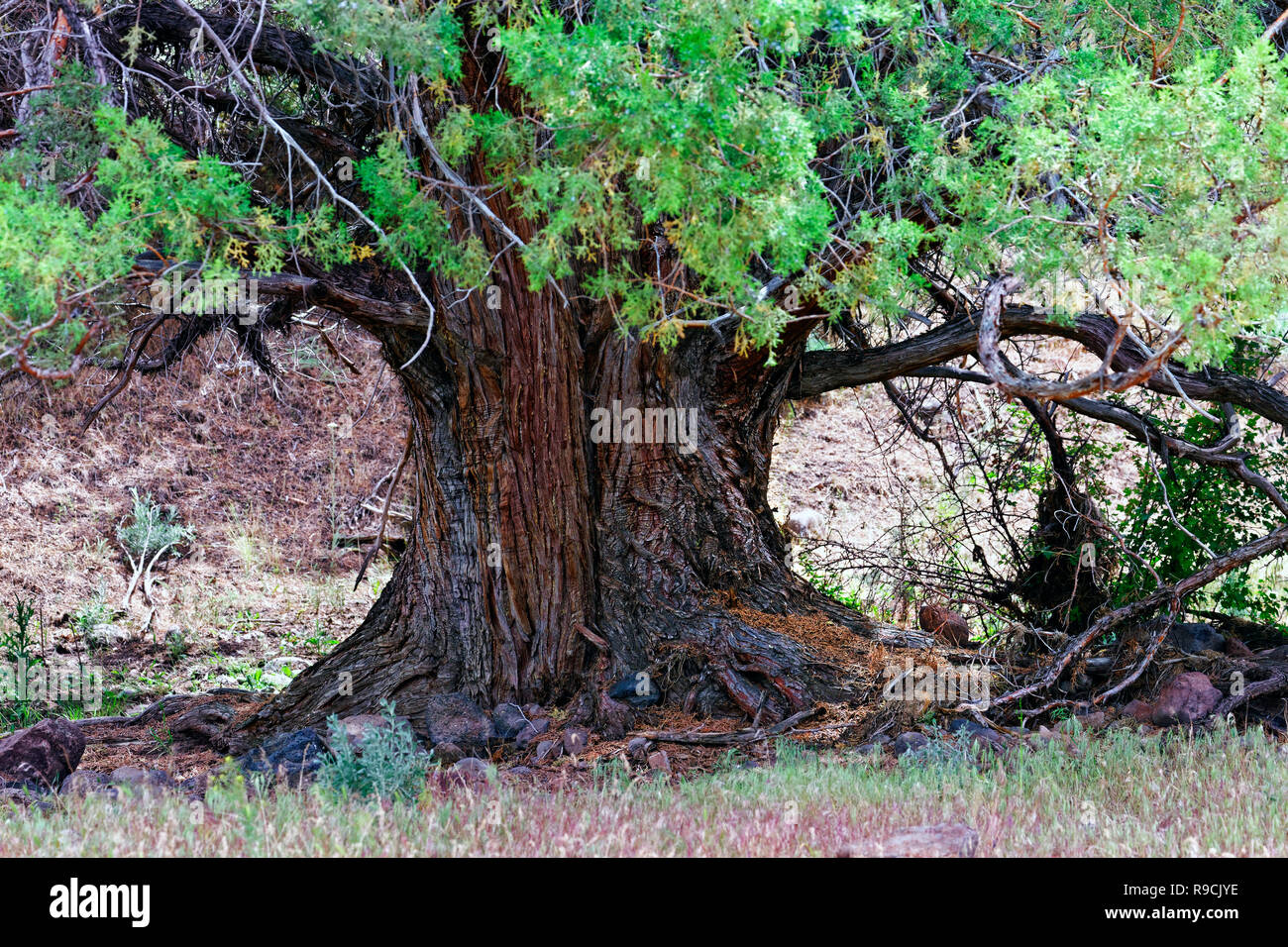 42,893.03473 Nahaufnahme trunk & unteren Äste 4' Durchmesser alte Western juniper Tree (Juniper occidentalis) in der hohen Wüste Central Oregon, USA Stockfoto