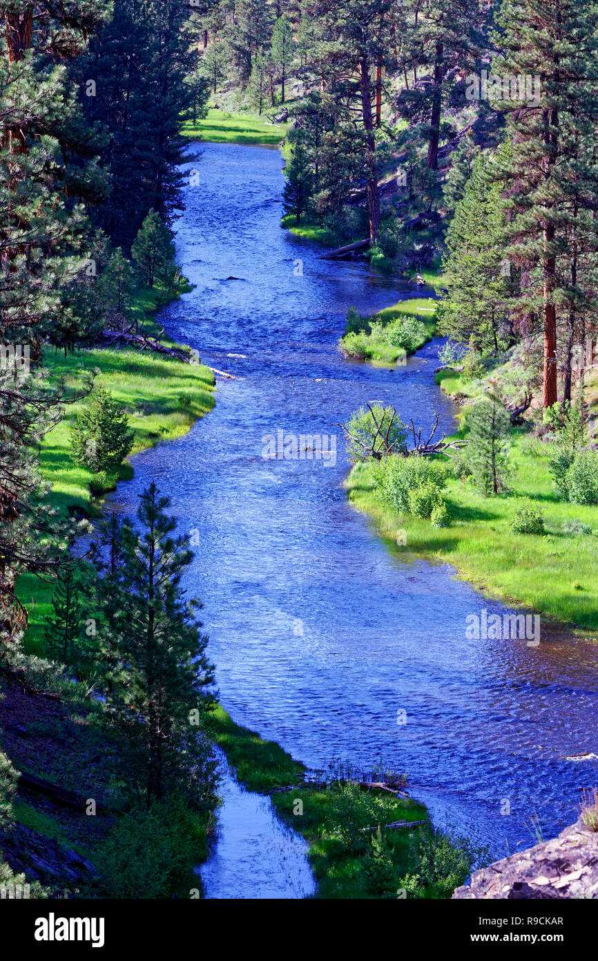 42,896.03849 Hell tief blauen Wasser des Flusses Creek in Brushy dunkelgrünen Nadelbäumen Wald, helle grüne Gras und Sträuchern Bürste auf Kante, vertikal Stockfoto