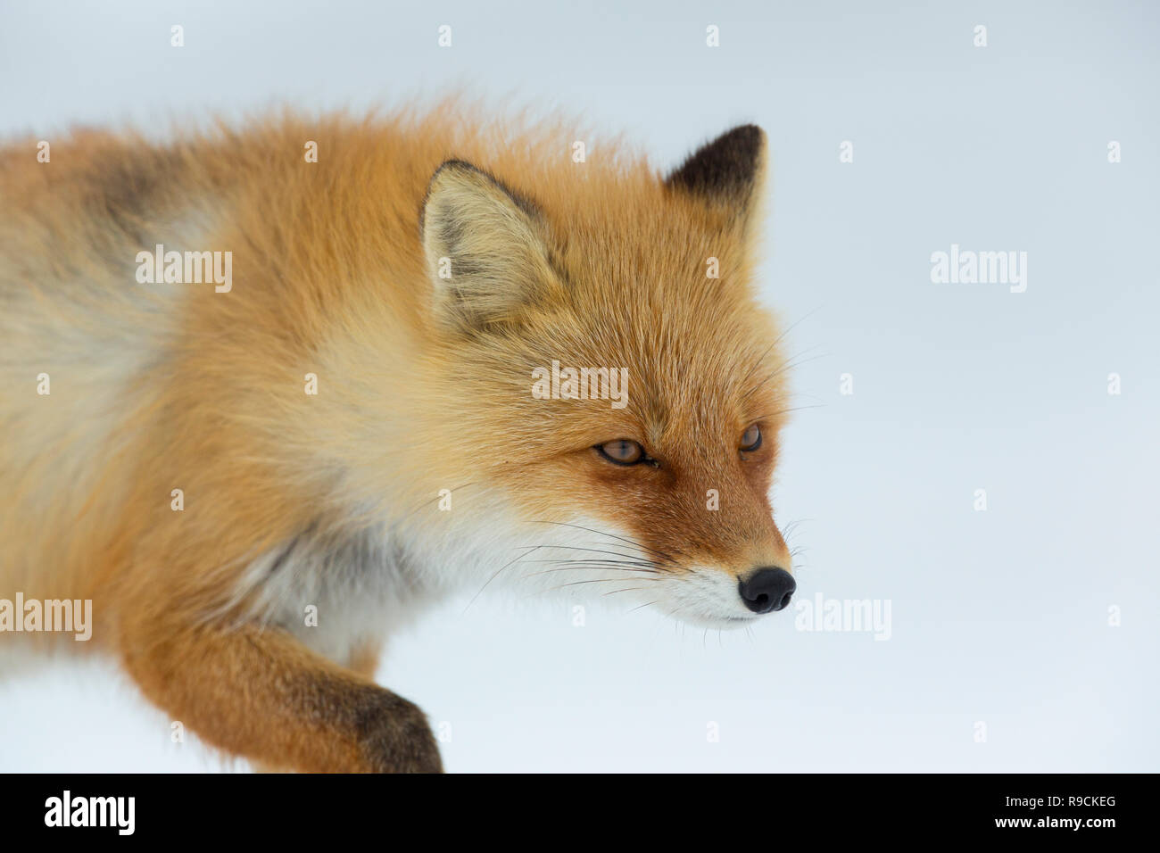 Ezo Red Fox oder Vulpes vulpes schrencki in Hokkaido, Japan im Winter Stockfoto