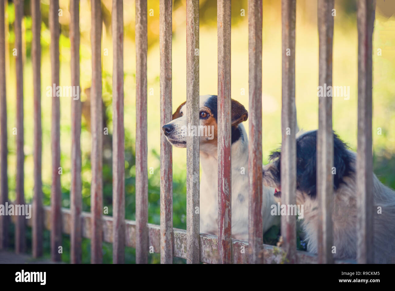 Hund wartet hinter dem tor Fotos und Bildmaterial in hoher Auflösung