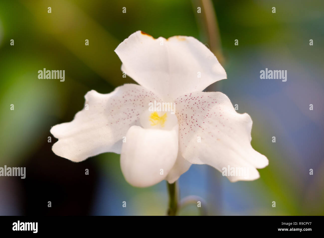 Close Up White Orchid Flower blühen schön im Garten, Natur Hintergrund Stockfoto