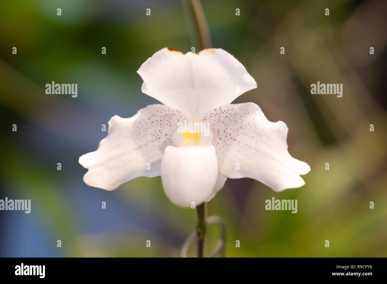 Close Up White Orchid Flower blühen schön im Garten, Natur Hintergrund Stockfoto