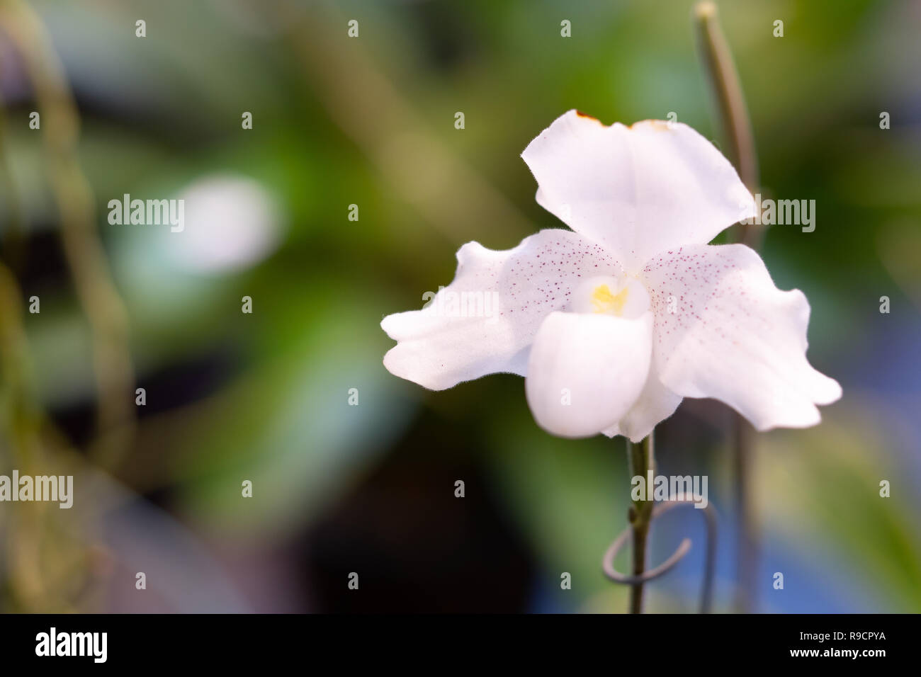 Close Up White Orchid Flower blühen schön im Garten, Natur Hintergrund Stockfoto