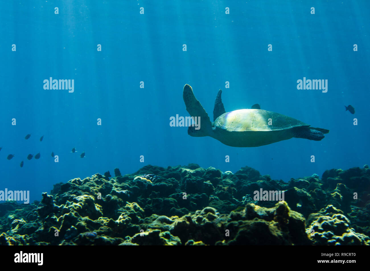 Grüne Meeresschildkröte (Chelonia mydas) Schwimmen über das Riff in Okinawa, Japan Stockfoto