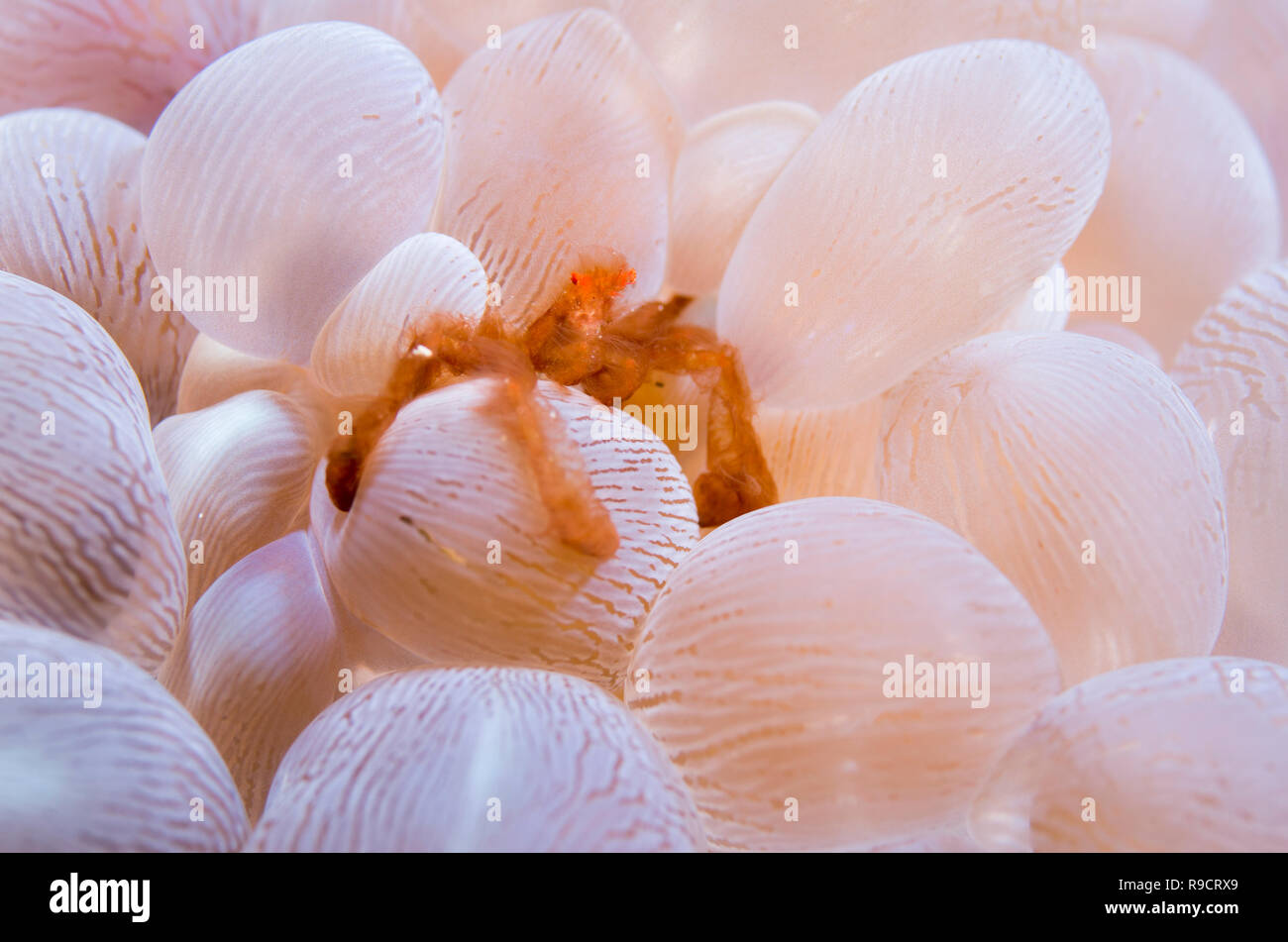 Achaeus japonicus, aka der Orang-utan Krabbe auf Luftblase Korallen Plerogyra sinuosa Kap Zanpa, Okinawa, Japan. Stockfoto