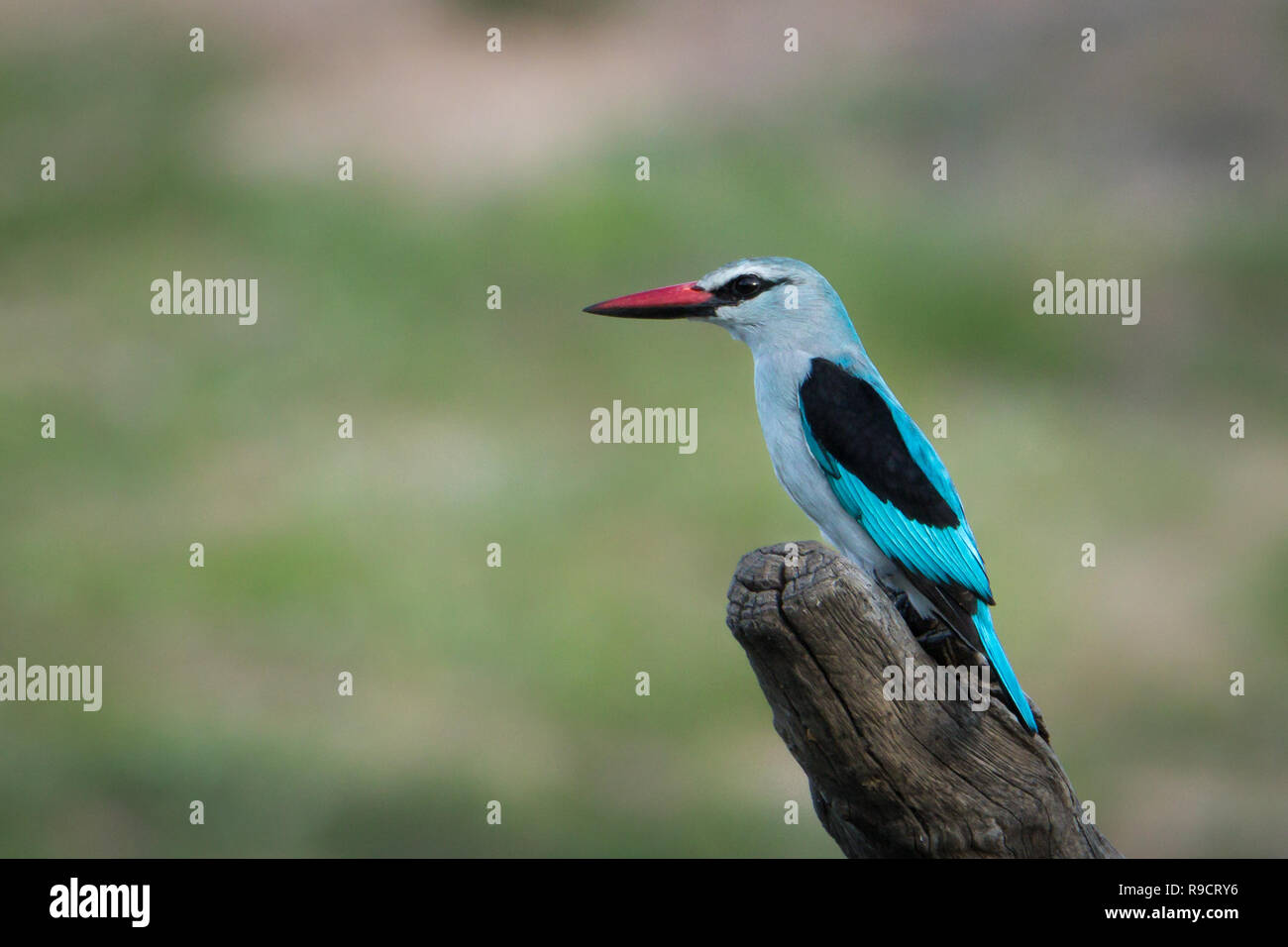 Schöner Waldlandschaft Kingfisher thront auf einem Stock. Stockfoto