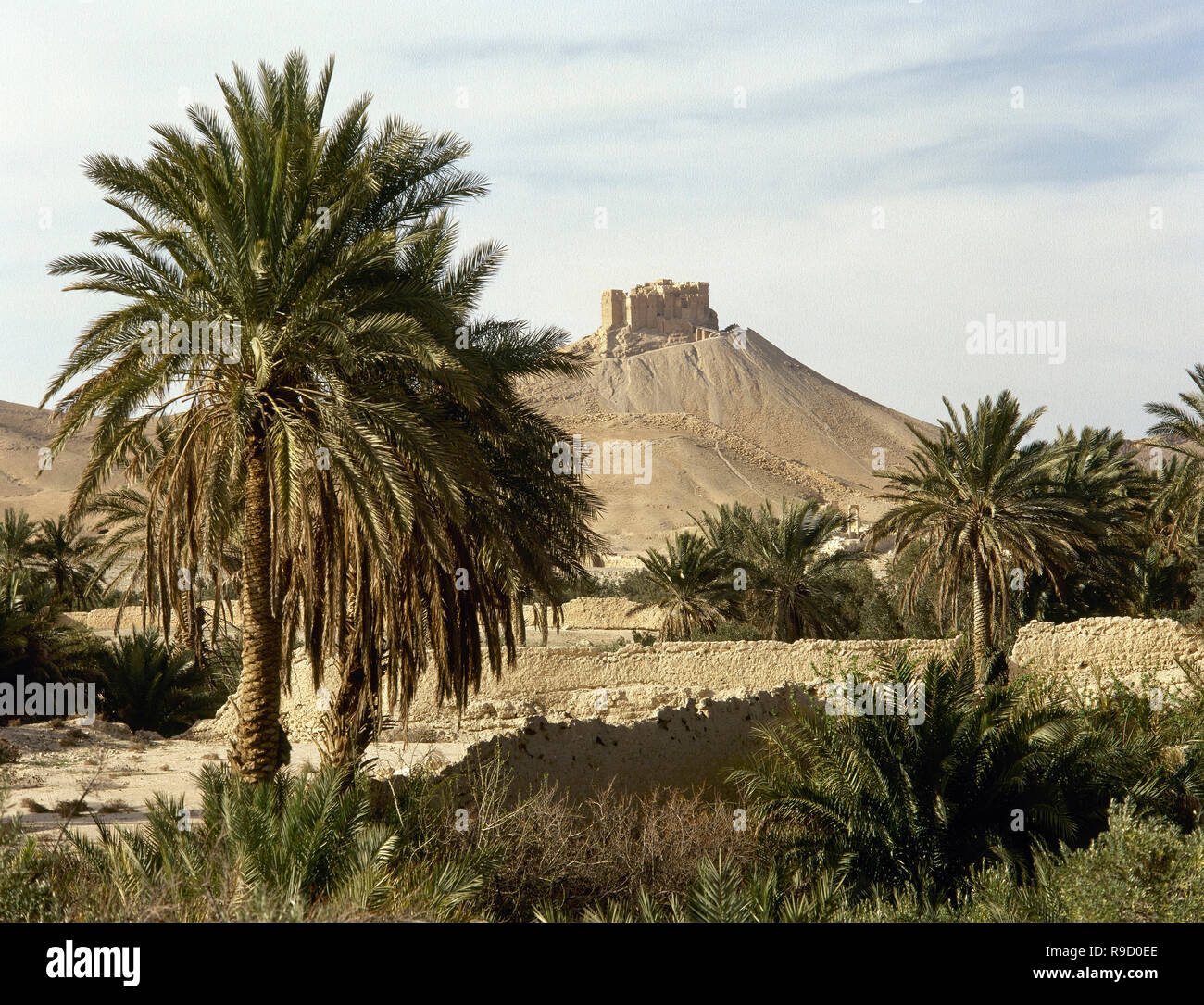 Syrien. Die Oase von Palmyra. Palm Grove und Ruinen des 'Qaalaat Ibn Mann (Festung im Hintergrund.) Foto vor dem syrischen Bürgerkrieg. Stockfoto