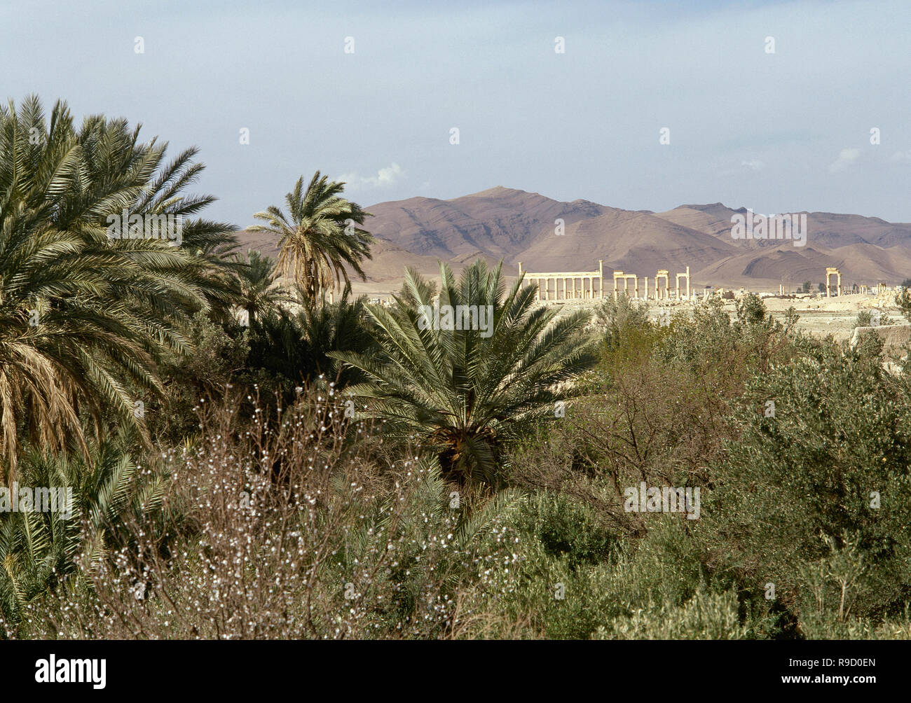 Syrien. Die Oase von Palmyra. Palm Grove und die Ruinen der römischen Stadt. Foto vor dem syrischen Bürgerkrieg. Stockfoto