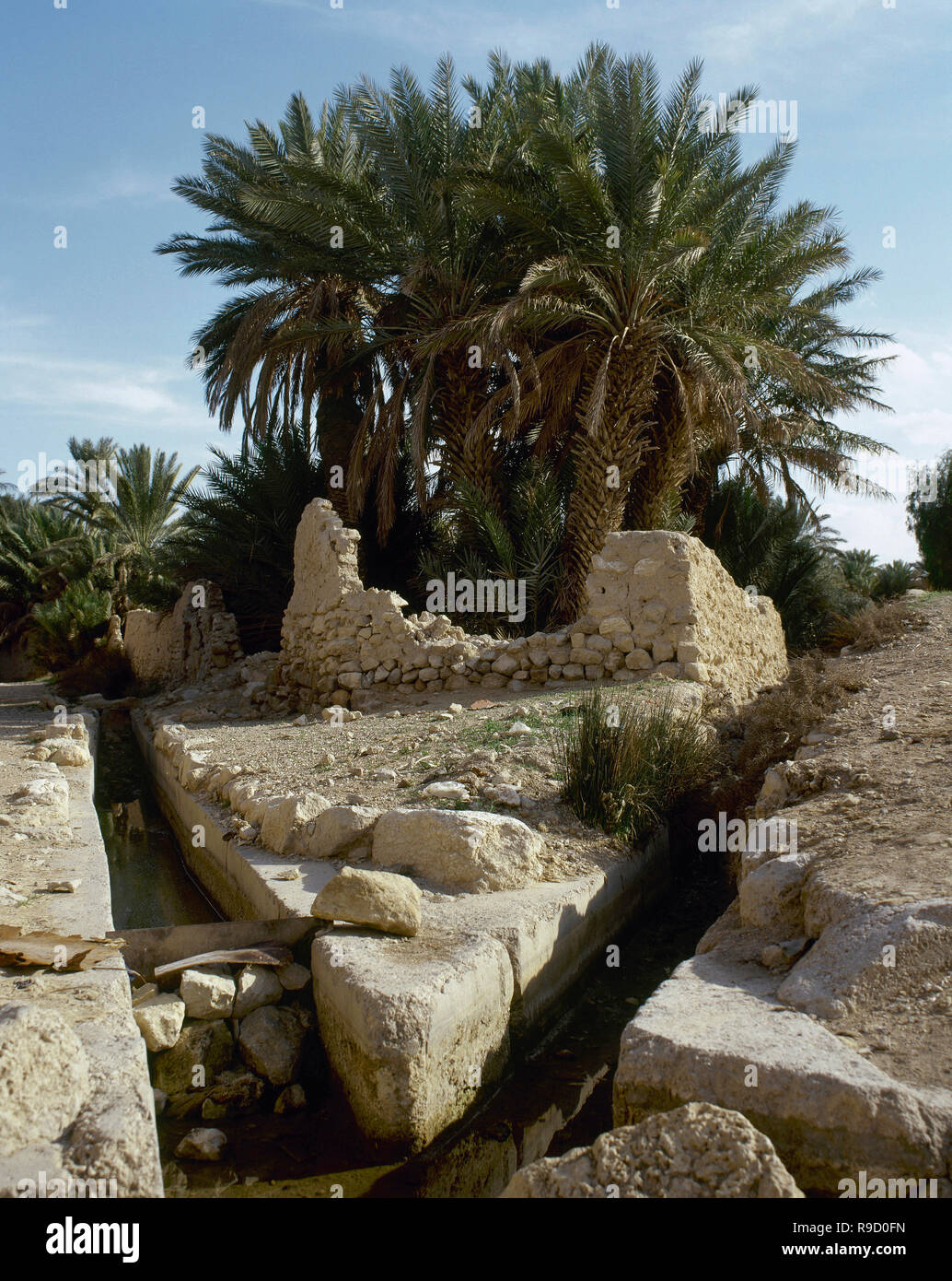 Syrien. Die Oase von Palmyra. Palm Grove. Der Graben im Vordergrund wurde verwendet, Oase Feld zu bewässern. Foto vor dem syrischen Bürgerkrieg. Stockfoto