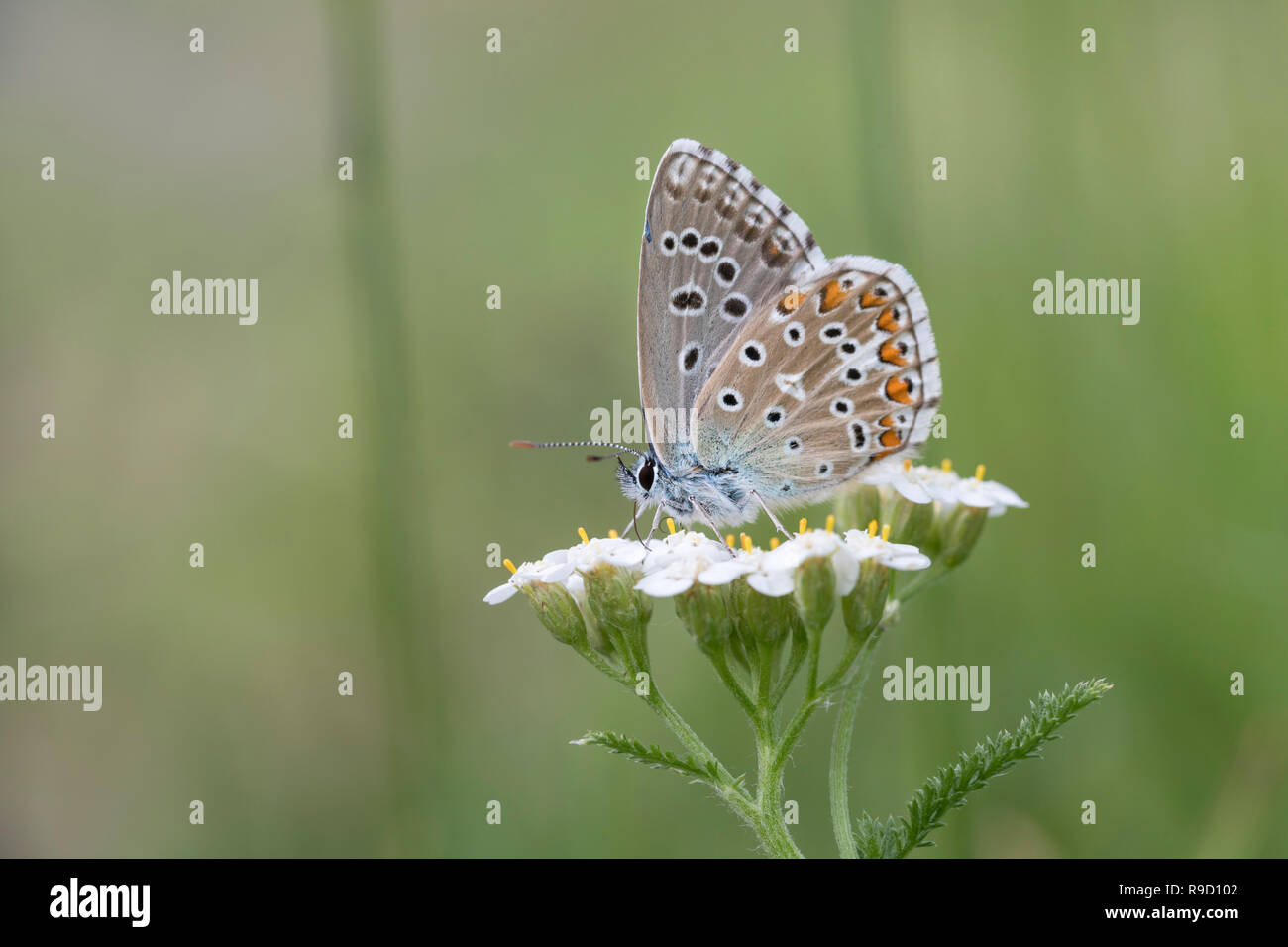 Adonis Blauer Schmetterling; Polyommatus bellargus Ungarn Stockfoto