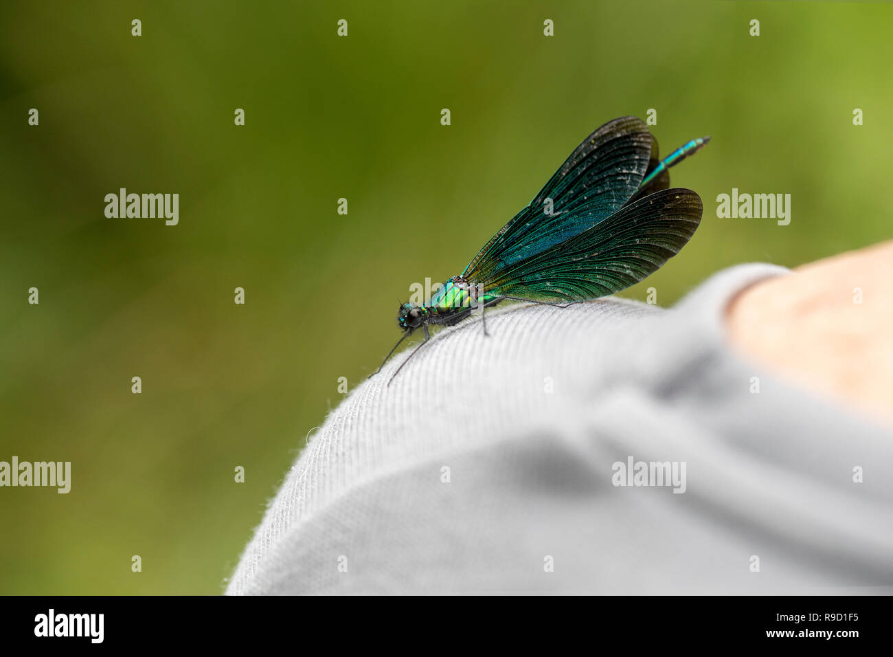 Schöne Demoiselle; Calopteryx Virgo Single auf der Schulter Cornwall, UK Stockfoto