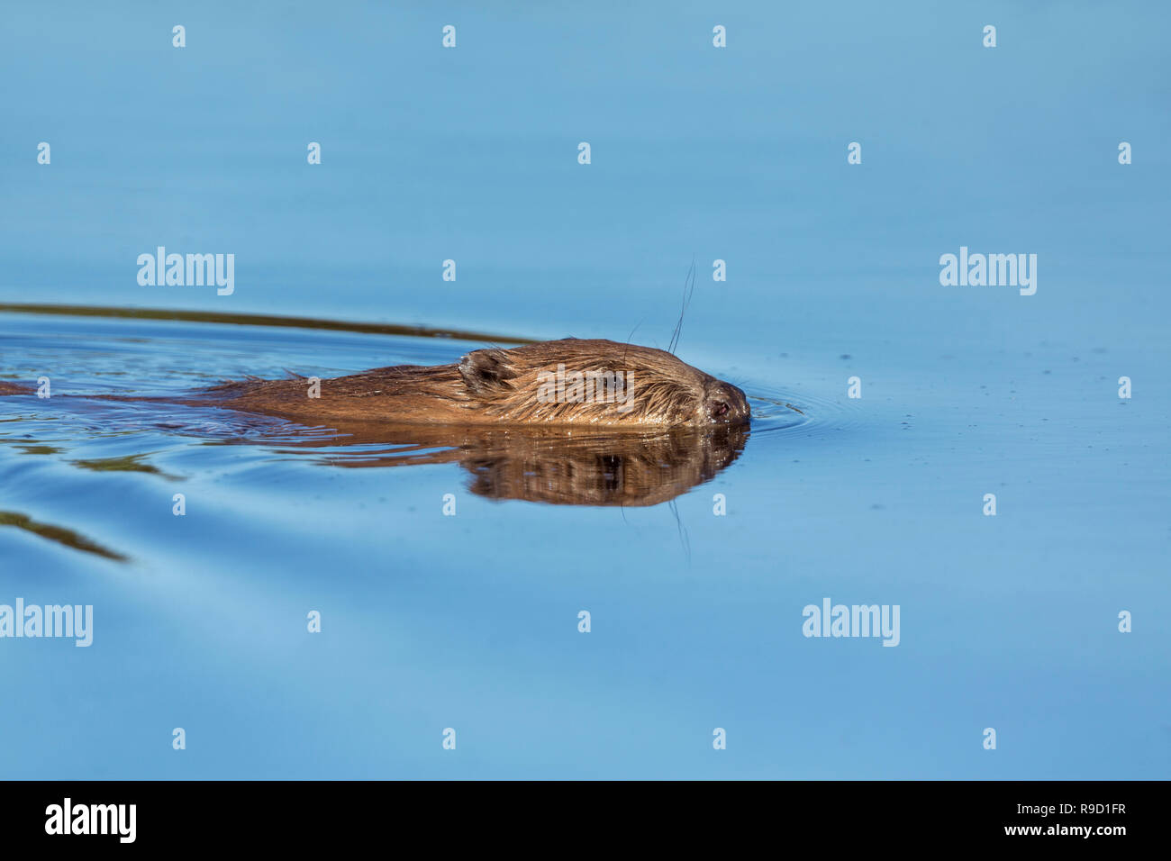 Biber Schwimmen; UK Stockfoto