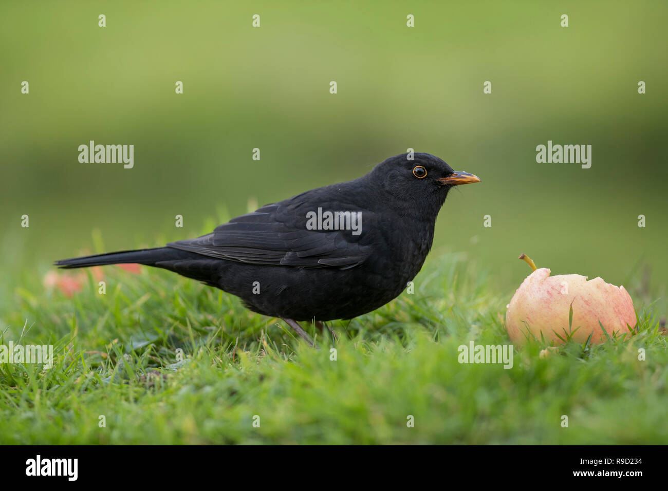 Amsel, Turdus merula einzelner Mann mit Apple Cornwall, UK Stockfoto