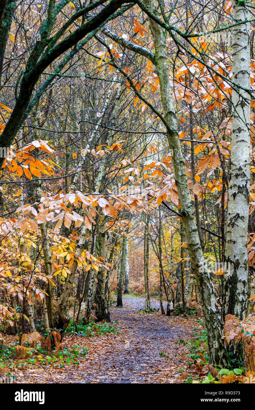 Woodland Szene. Fußweg, Trail durch Bäume im Herbst mit einige braune Blätter, sondern vor allem trägt. Flache Beleuchtung, am frühen Morgen, Regen. Blean Woods, Canterbu Stockfoto