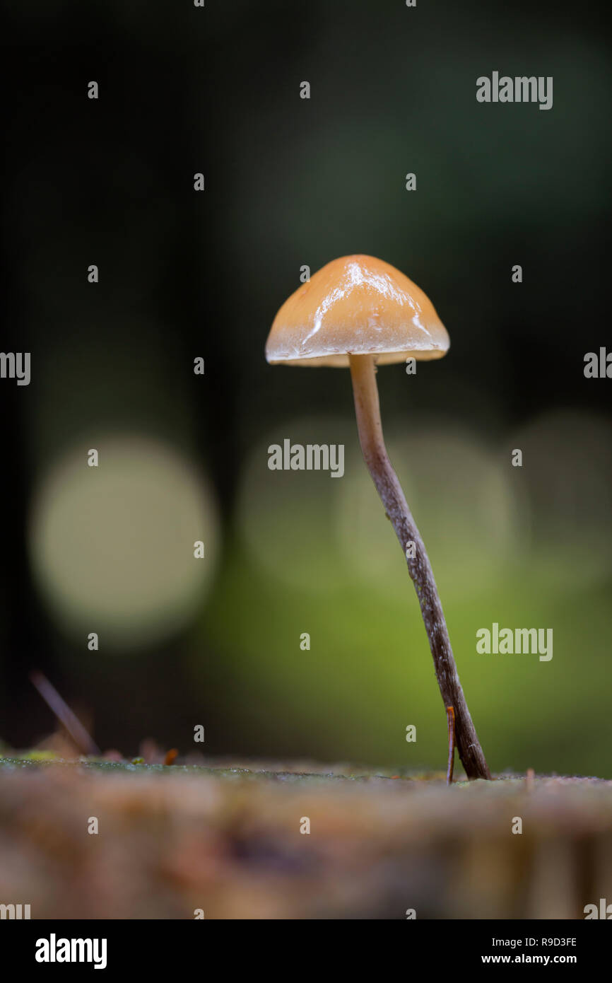 Bokeh auf Pilz; Cornwall, UK Stockfoto