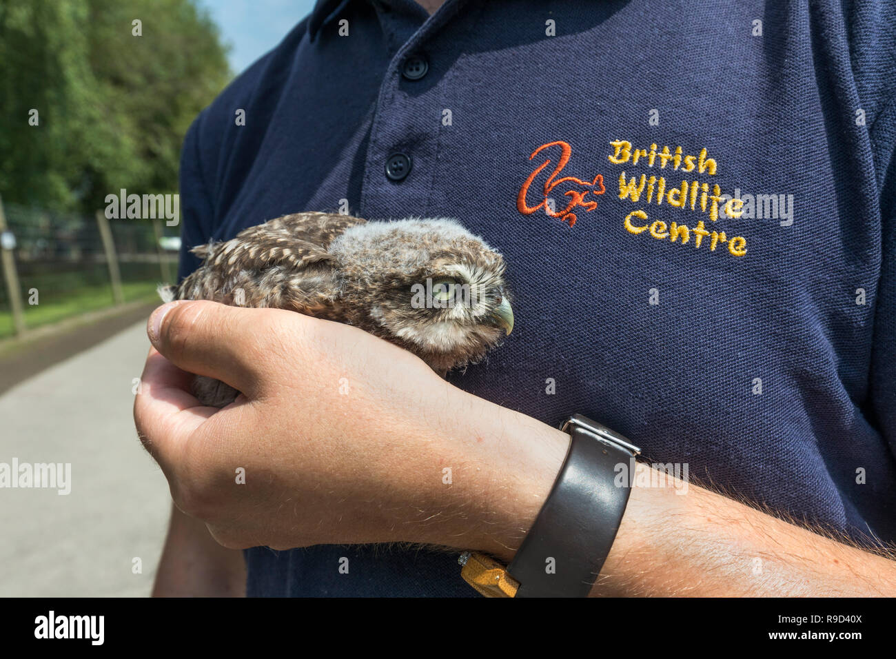 Steinkauz, Athene noctua Single; Junge mit Handler britischen Wildlife Center, Surrey, Großbritannien Stockfoto