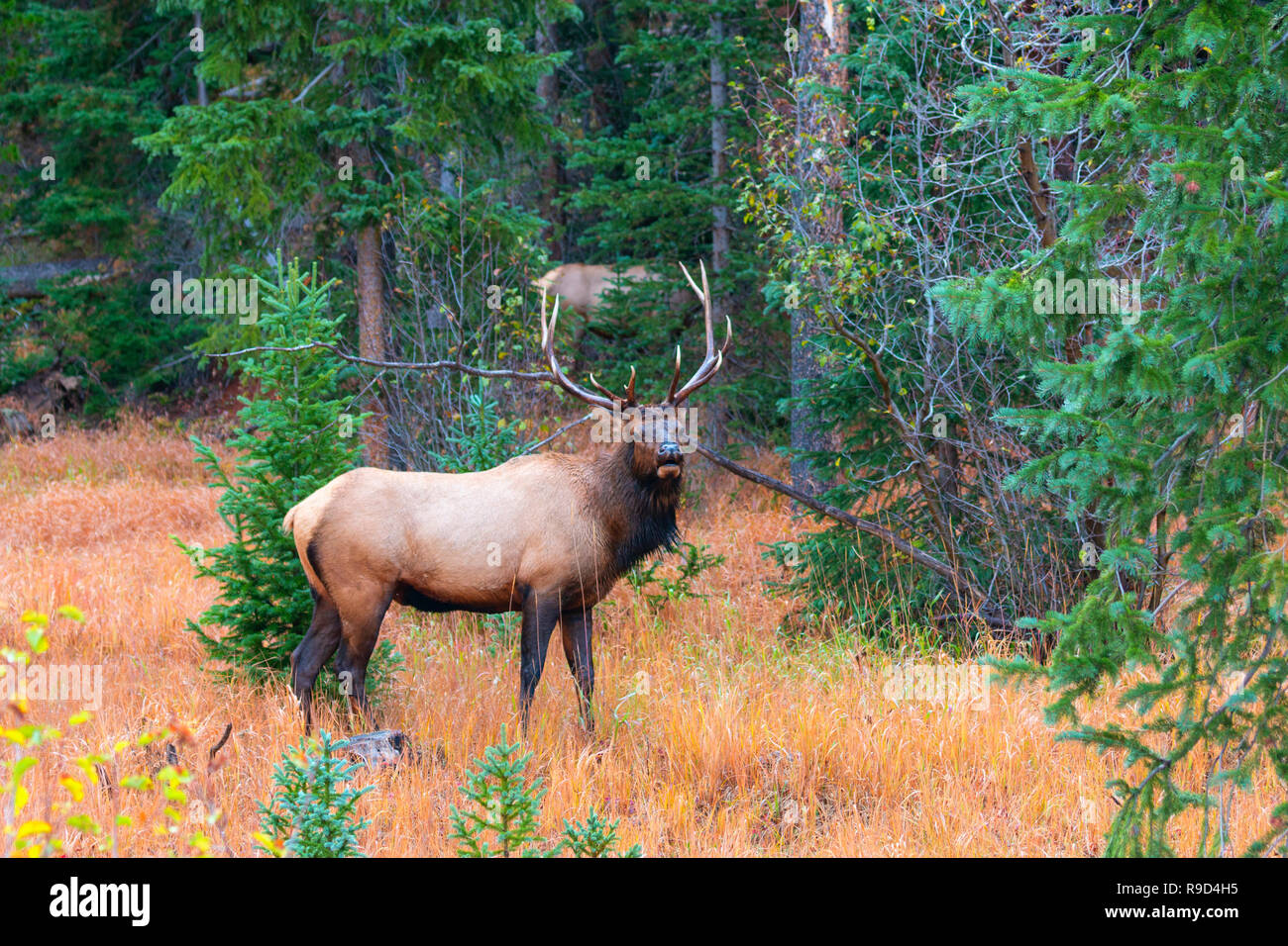 Colorado Rocky Mountain Elk Stockfoto