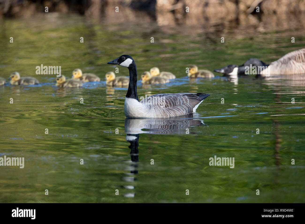 Kanadagans, Branta canadensis Zwei; Erwachsene mit Küken Cornwall, UK Stockfoto
