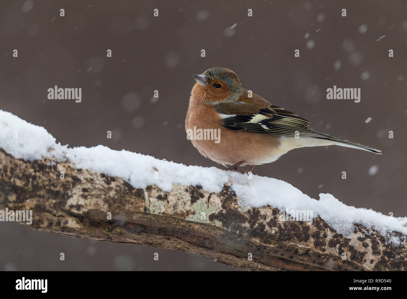 Buchfink, Fringilla coelebs einzelner Mann im Schnee Cornwall, UK Stockfoto