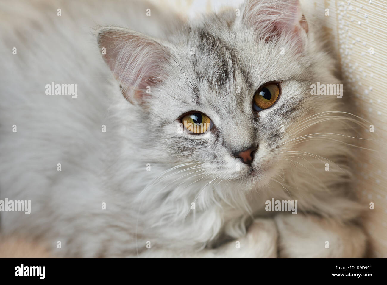 Grau flauschige Katze auf Sofa close-up. Faul kitty Konzept Stockfoto