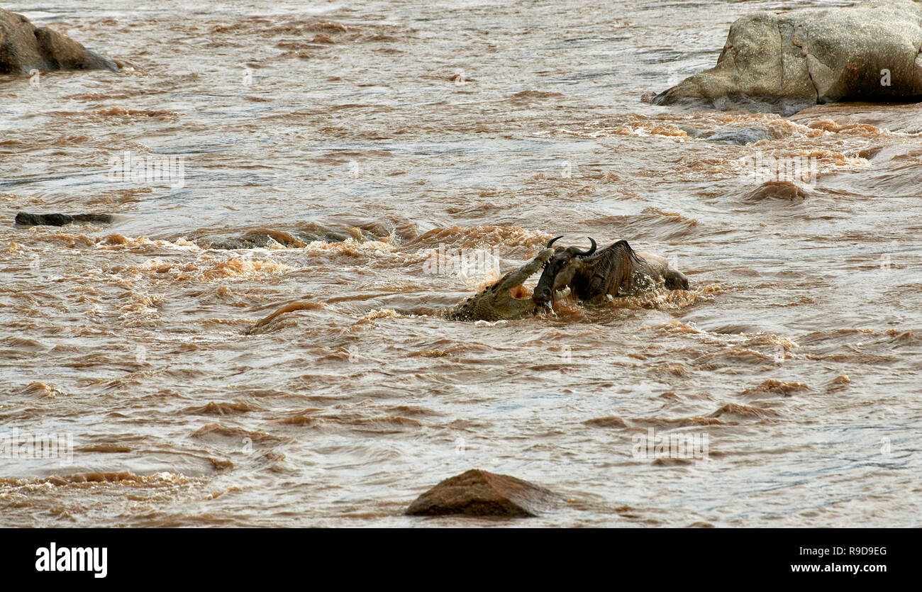 Nilkrokodil (Crocodylus niloticus) aufschnappen Weiß-bärtigen Gnus (Connochaetes taurinus mearnsi) während der Überfahrt Mara River an der jährlichen Migration Stockfoto