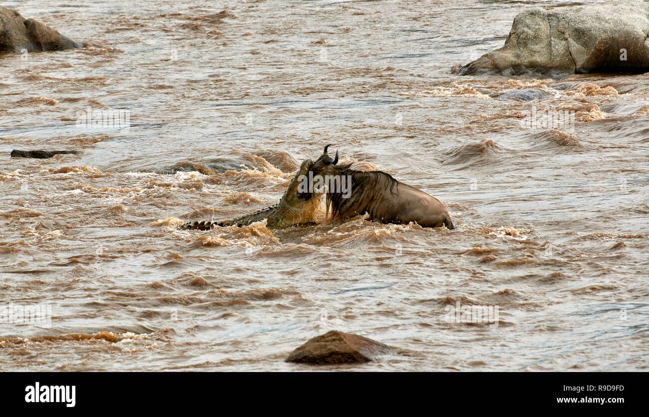 Nilkrokodil (Crocodylus niloticus) aufschnappen Weiß-bärtigen Gnus (Connochaetes taurinus mearnsi) während der Überfahrt Mara River an der jährlichen Migration Stockfoto