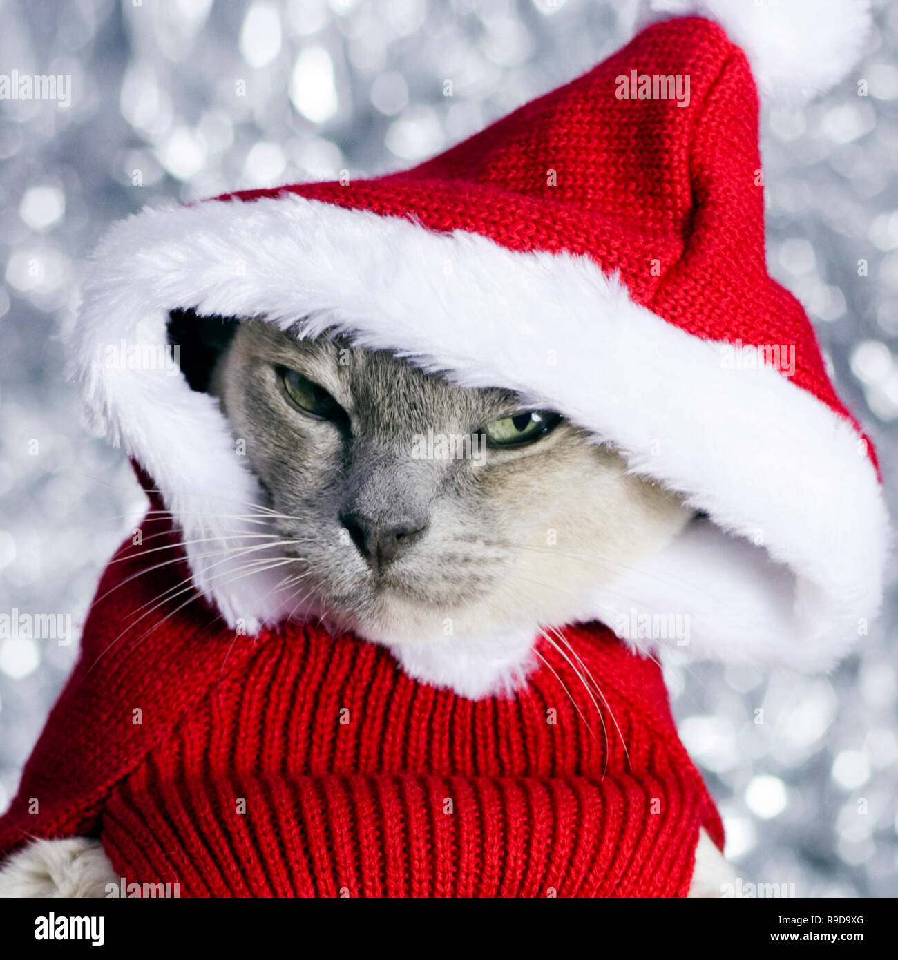 Santa Claws-schönen weiblichen Lilac schildpatt Burmese Cat geduldig in Santa Claus pet Kostüm posieren. Stockfoto